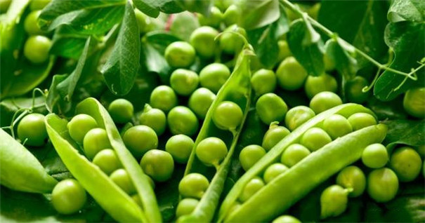 豌豆淀粉加工设备-原料 豌豆淀粉加工设备-原料