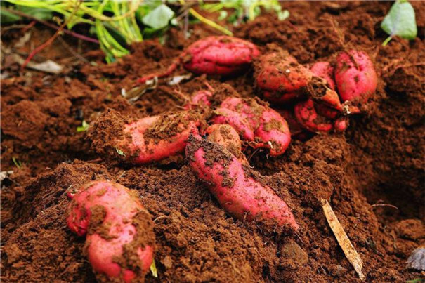 红薯种植决窍 红薯种植决窍