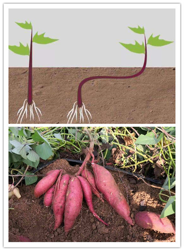红薯种植决窍 红薯种植决窍