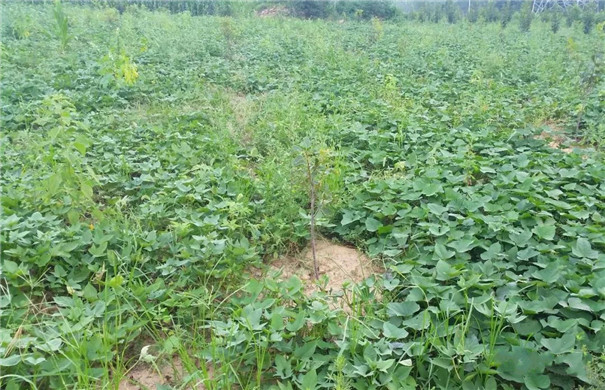 高温多雨季节，红薯种植怎样才能高产？生长中期一定做好这5点