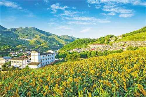 红薯种植加工业如何搭上乡村振兴政策的便车
