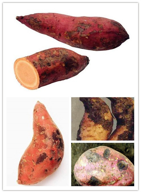腐烂红薯.jpg