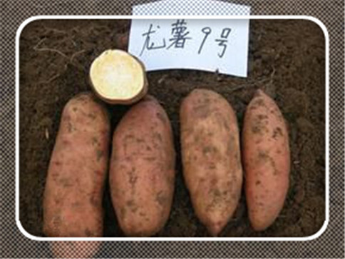 龙薯9号.jpg