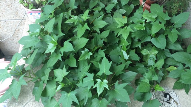 发芽红薯3.jpg