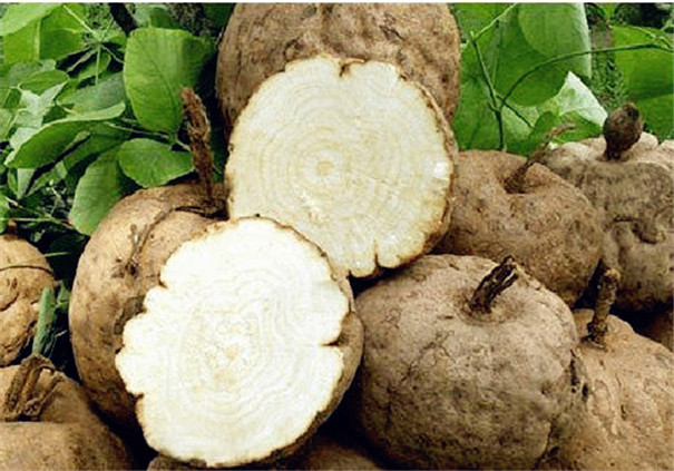 其貌不扬却有大用处---葛根